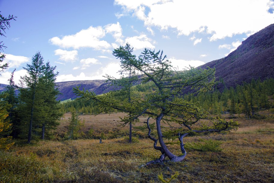 Лиственница в Оренбургской области