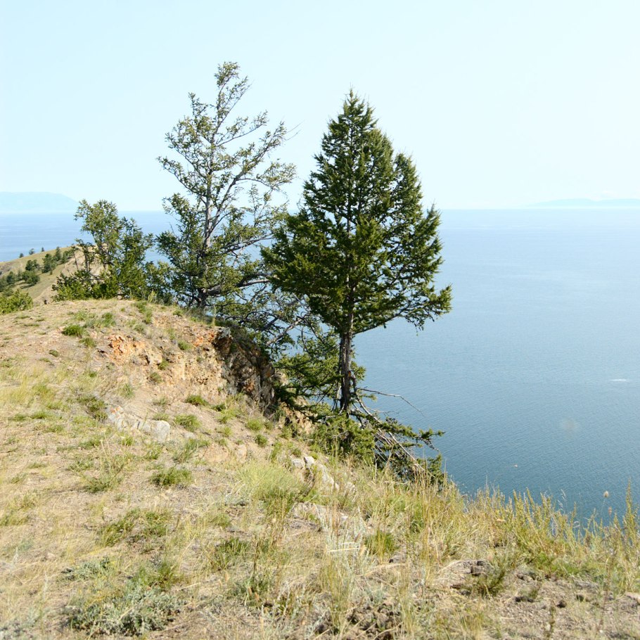 Лиственница Охотская