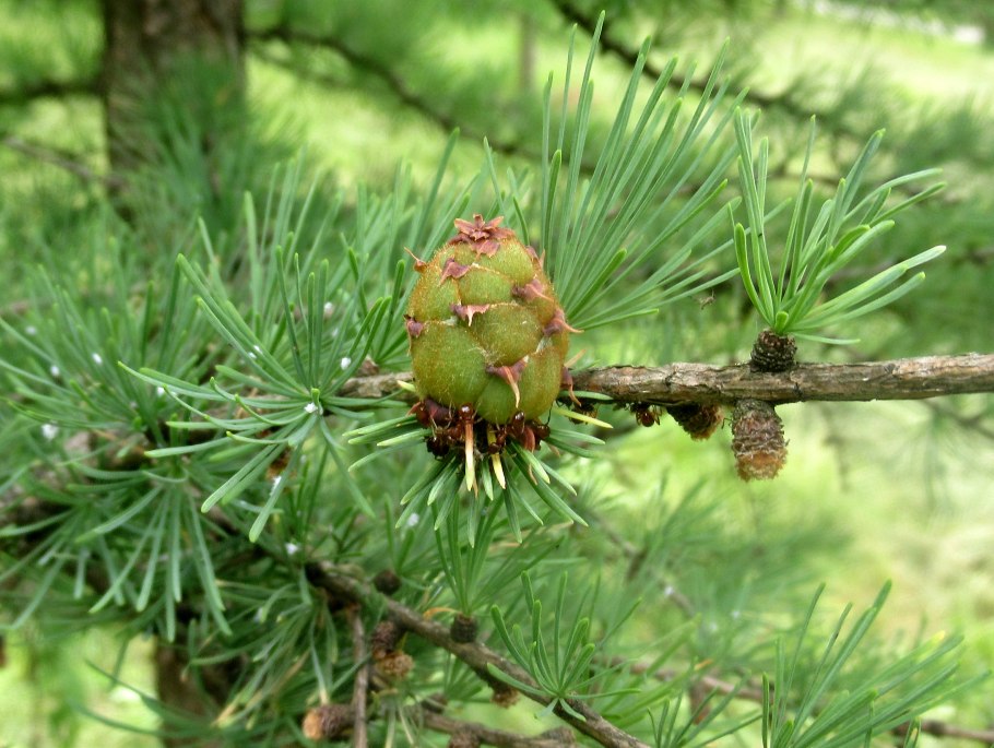 Лиственница европейская шишки