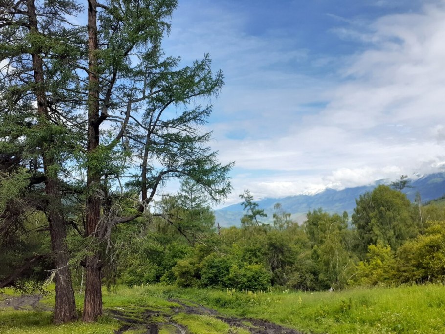 Лиственница Чекановского шишки