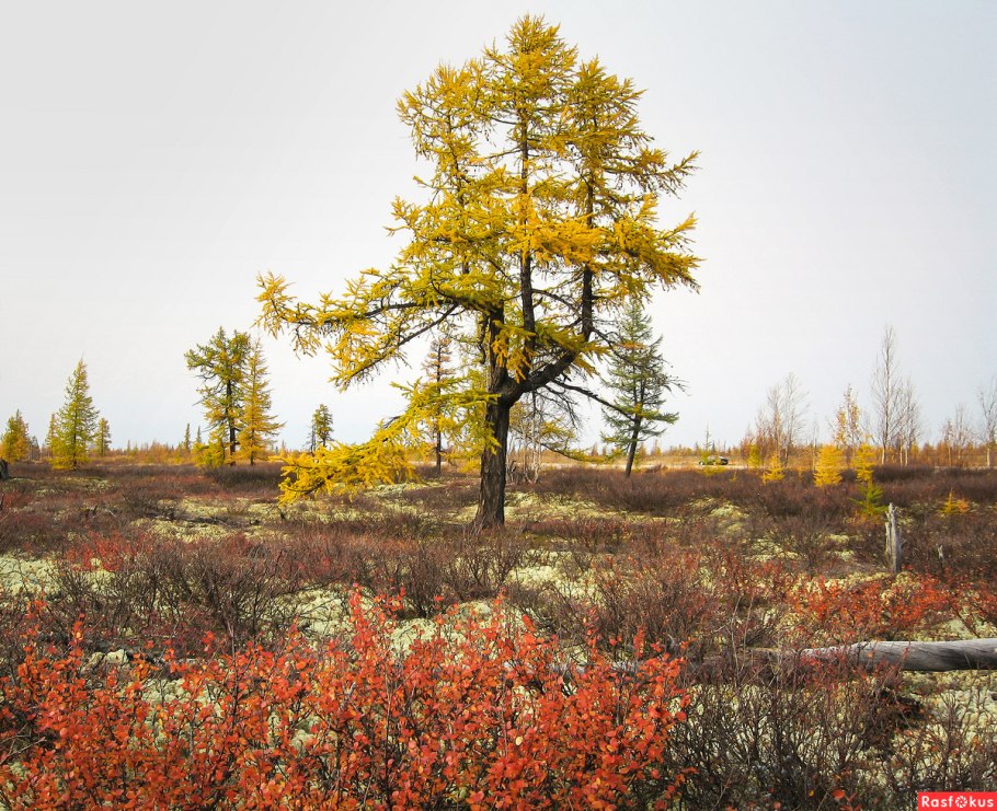 Бор раскидистый