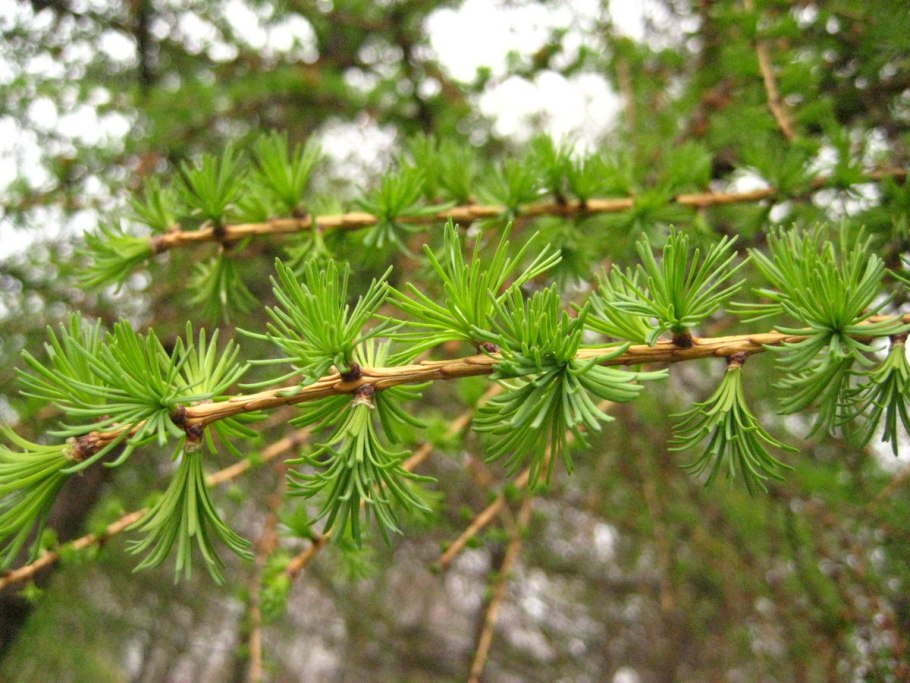 Шишки лиственницы Ольгинской