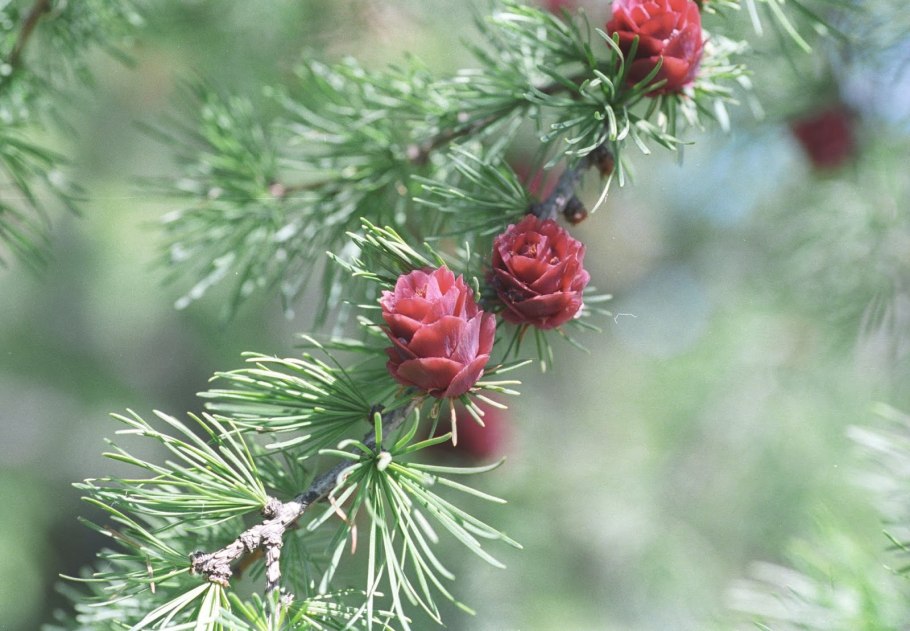 Лиственница Сибирская Larix sibirica