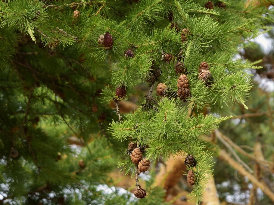Лиственница Сибирская Larix sibirica