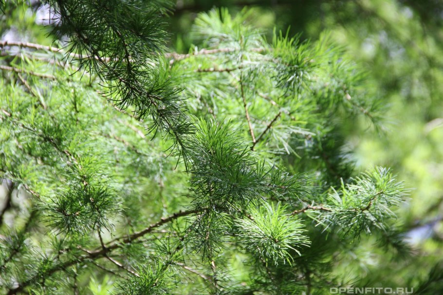 Ель пихта кедр