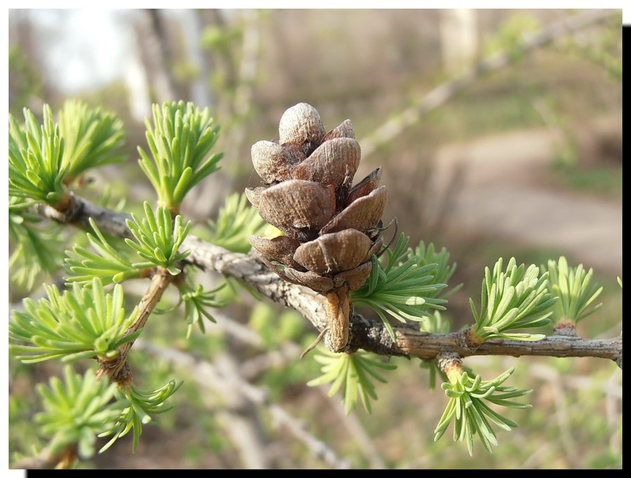 Лиственница Сибирская Larix sibirica