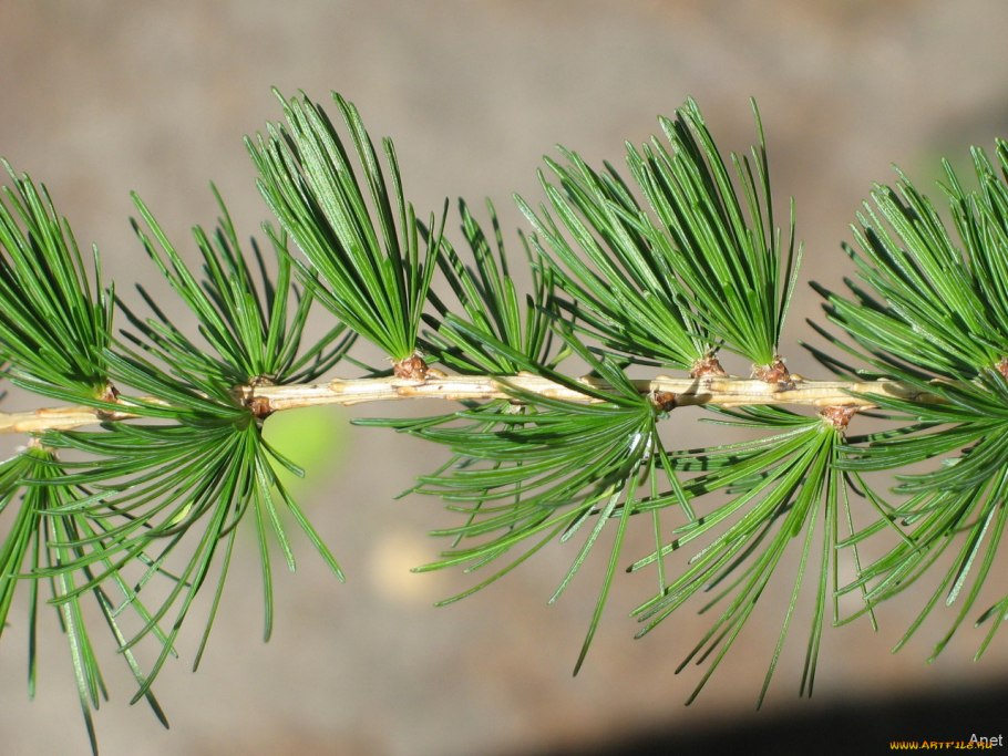 Байкальская лиственница