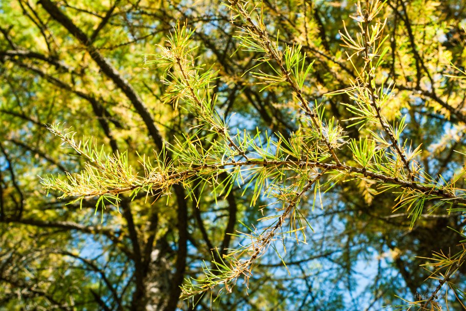 Лиственница Сибирская красавица