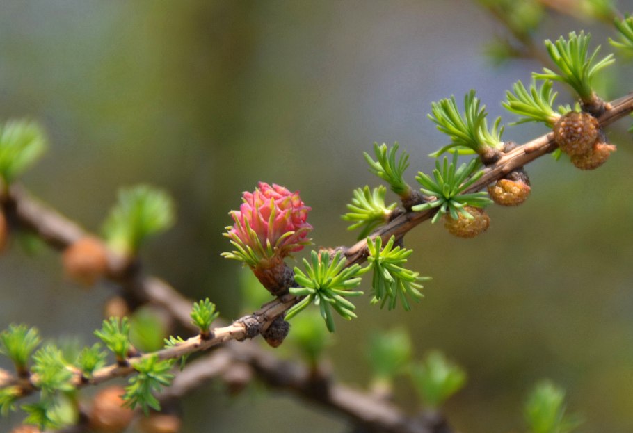 Лиственница Сибирская дерево