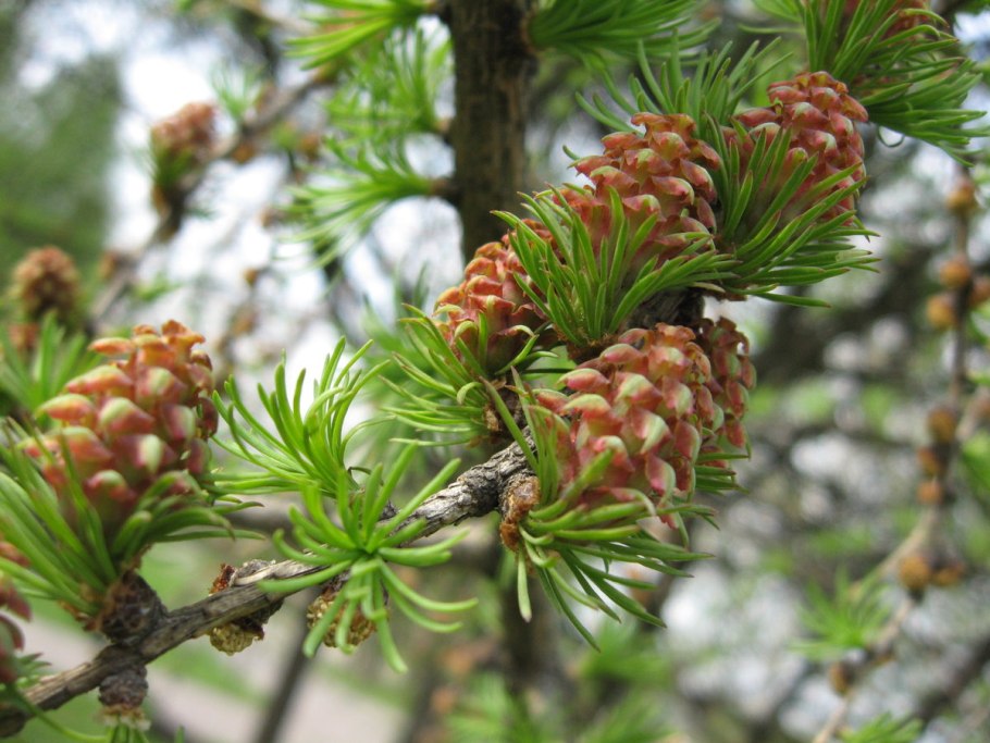 Лиственница ольгинская