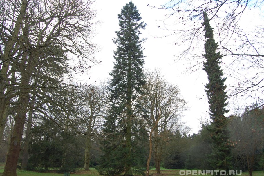 Дерево пихта Великая