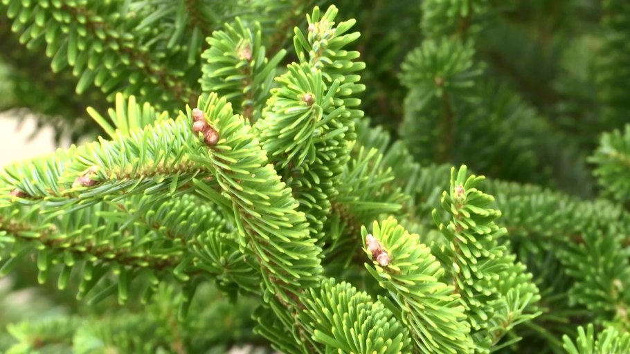 Abies nordmanniana побег