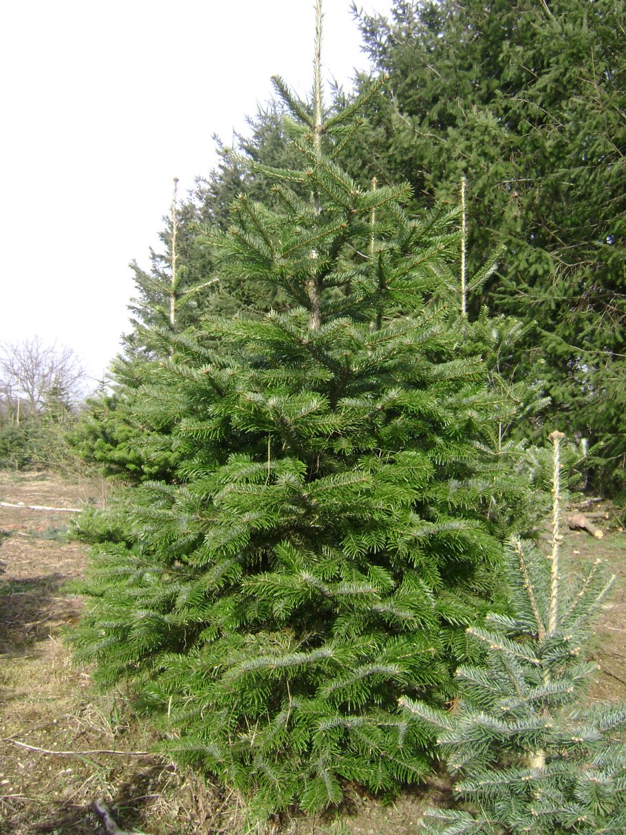 Пихта Кавказская