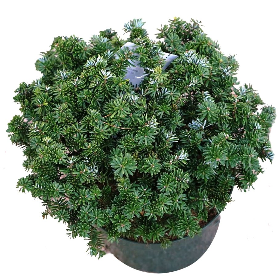 Пихта бальзамическая бриллиант