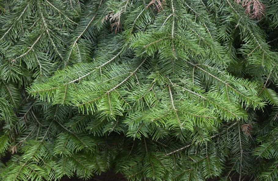 Пихта одноцветная Abies concolor