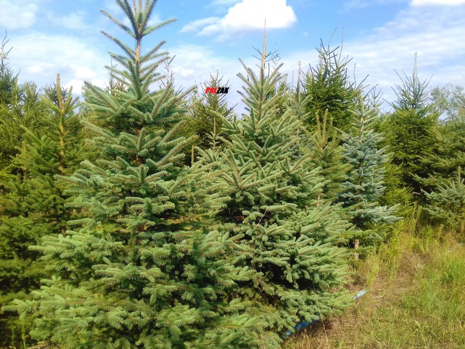 Ель обыкновенная конка