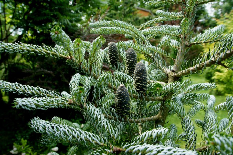 Пихта Великая фото