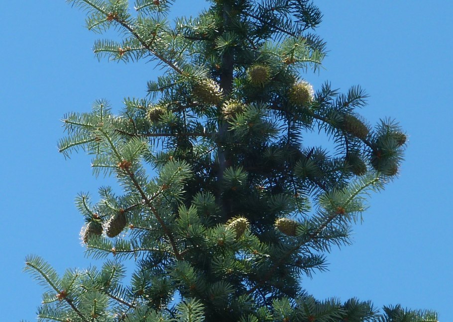 Abies bracteata