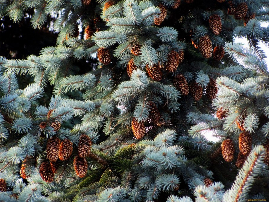 Picea pungens шишка
