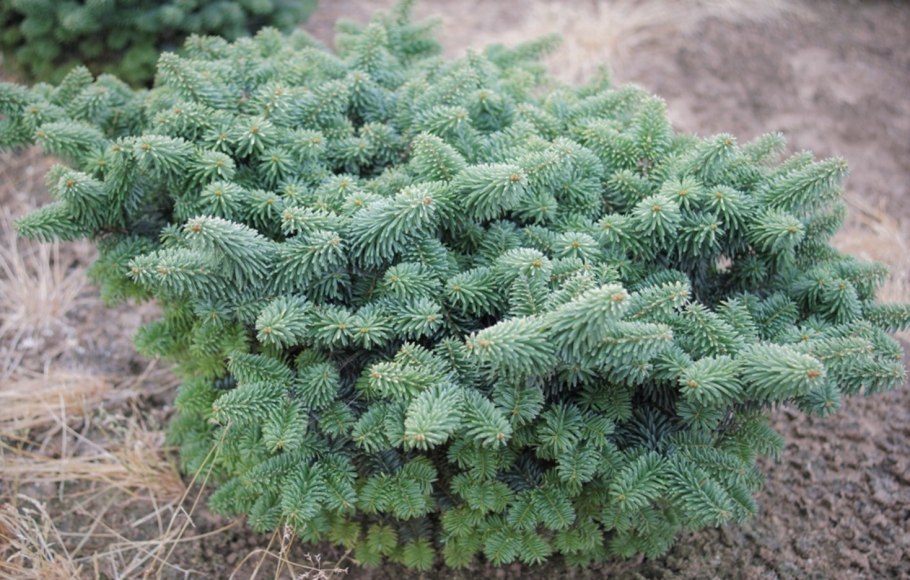 Пихта Нордмана ветки