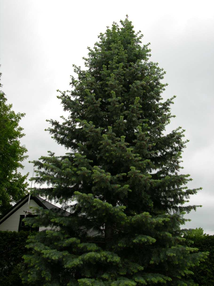 Пихта Великая (Grandis)