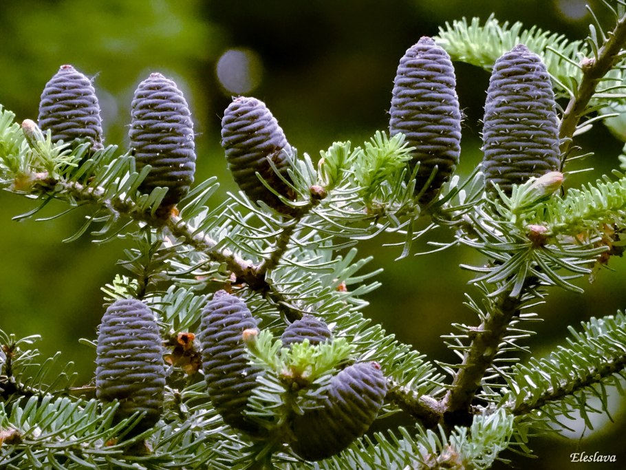 Пихта кавказская нордмана