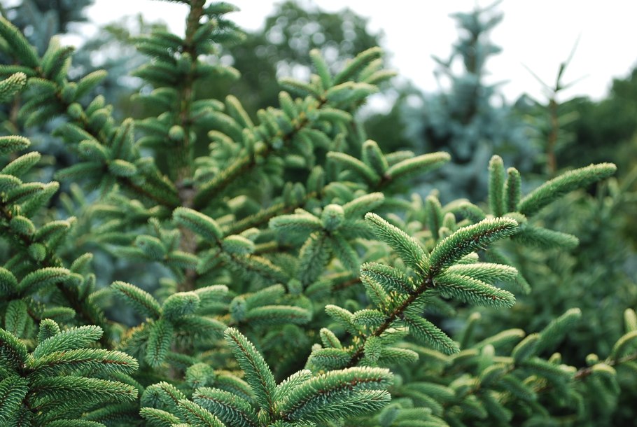 Пихта испанская abies pinsapo