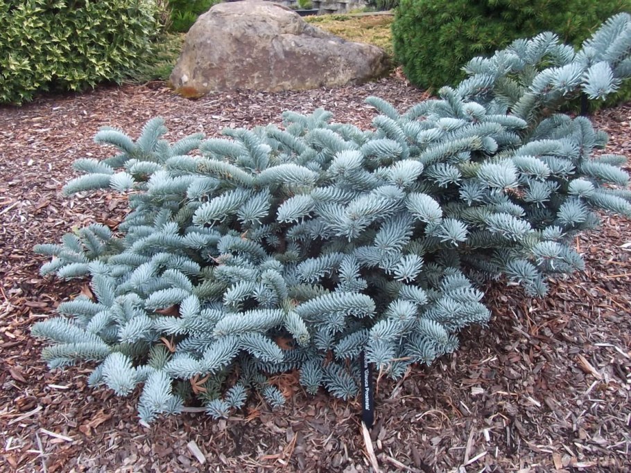 Пихта Кавказская Амболури