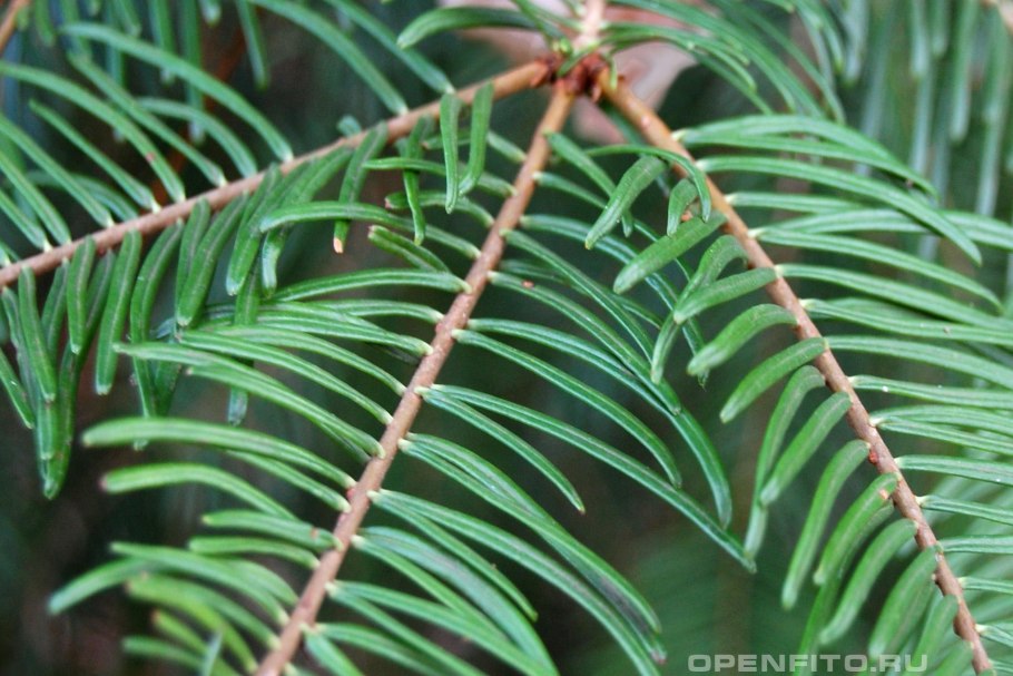 Пихта гималайская