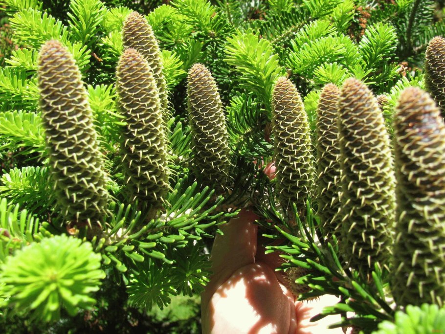 Пихта koreana schwedenkonig