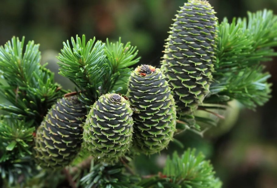 Пихта сахалинская abies sachalinensis