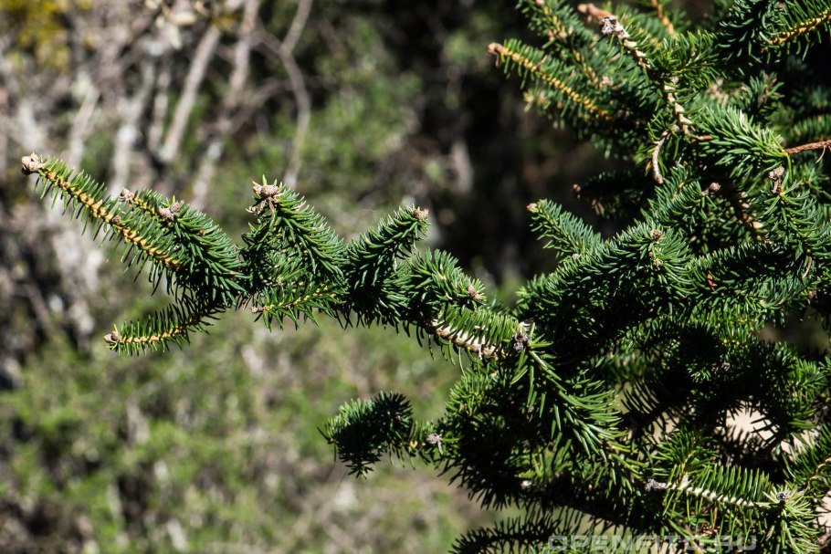 Пихта испанская
