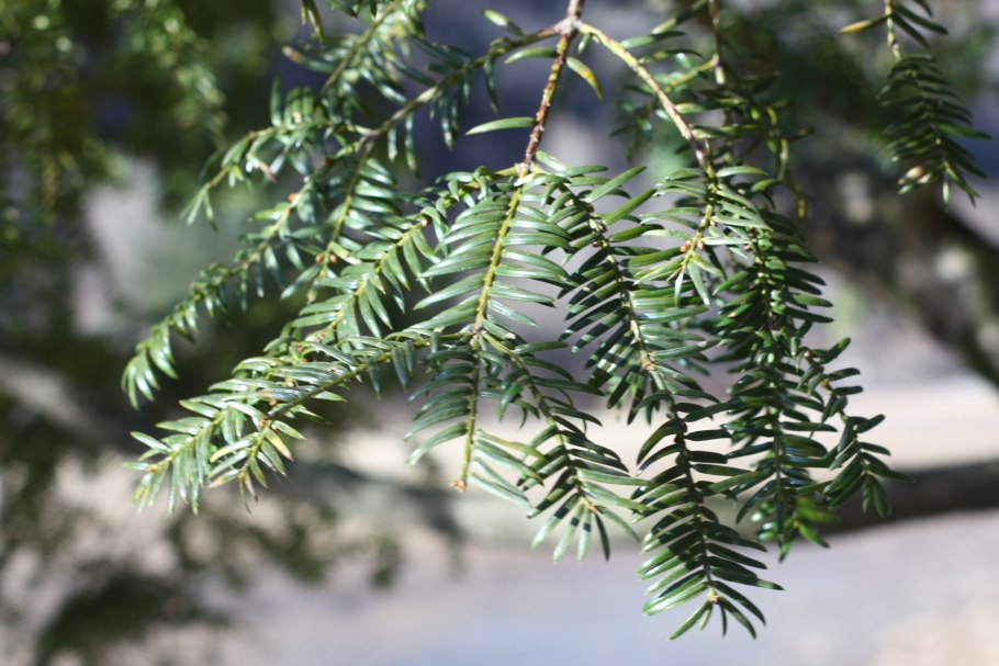 Торрея Тиссолистная