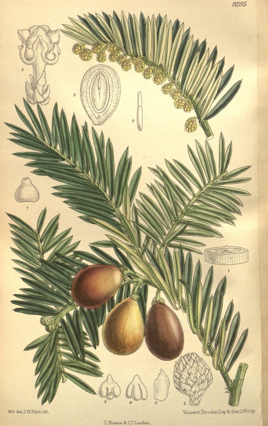 Torreya nucifera