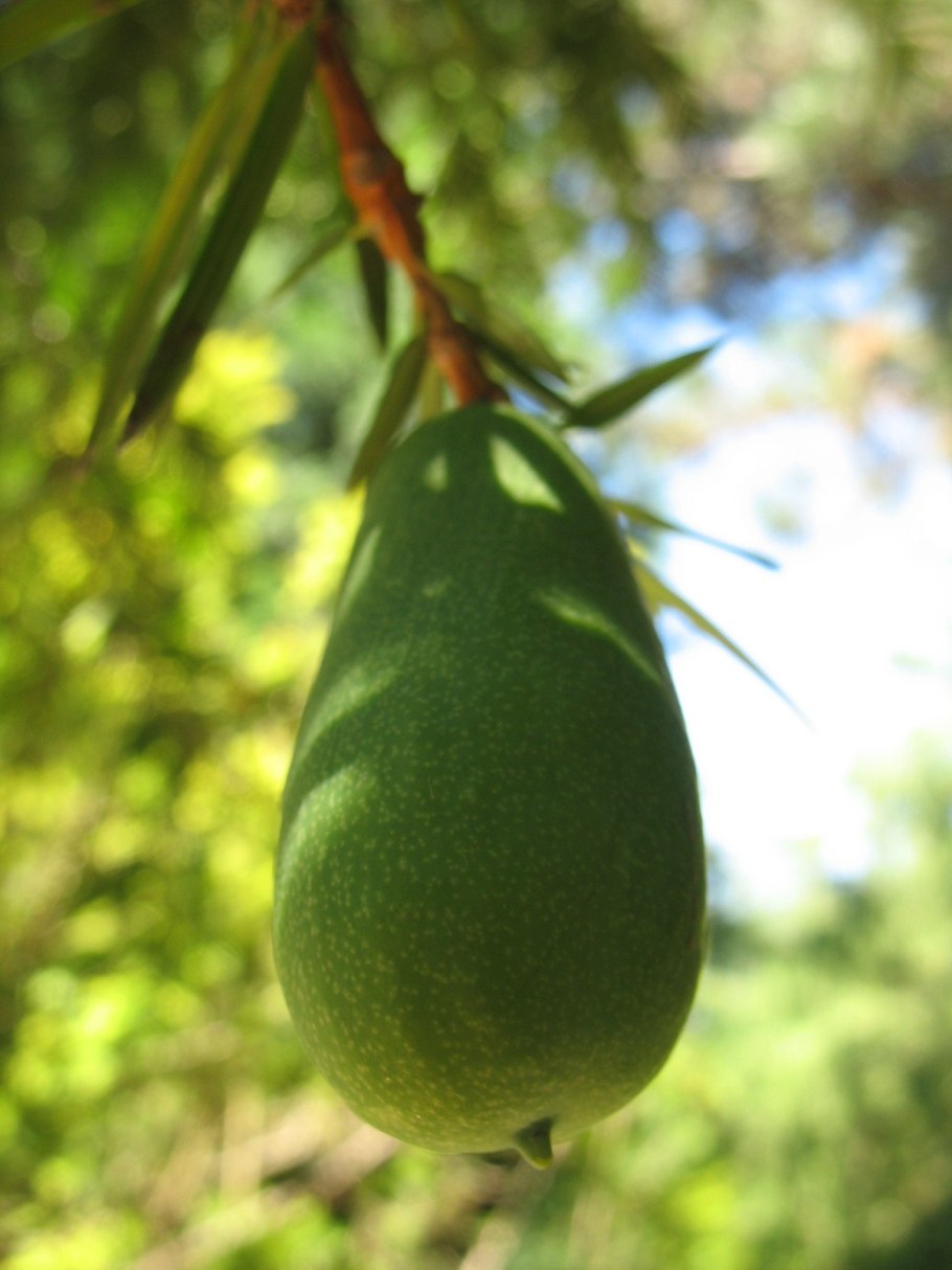 Торрея орехоносная древесина