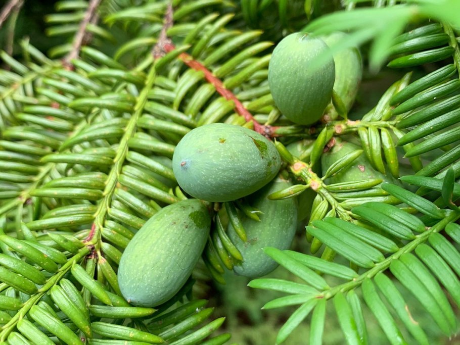 Торрея Тисолистная