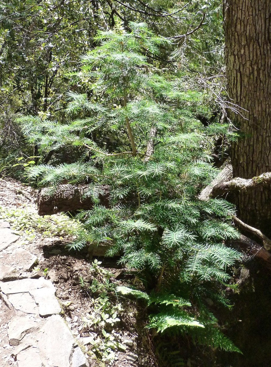 Хвойное растение Торрея