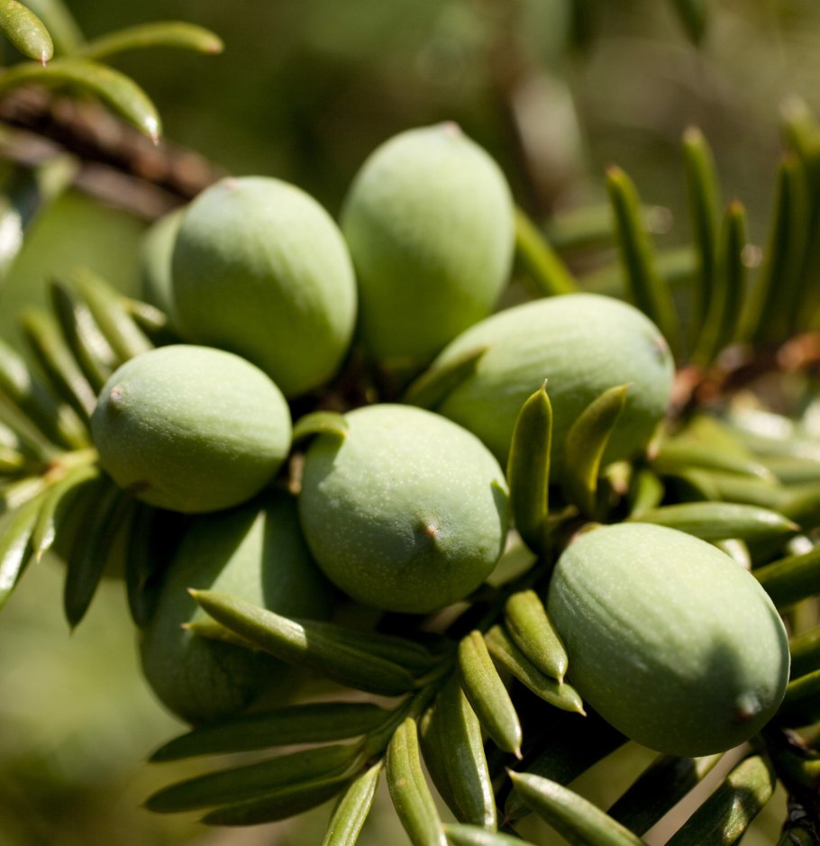 Торрея Калифорнийская