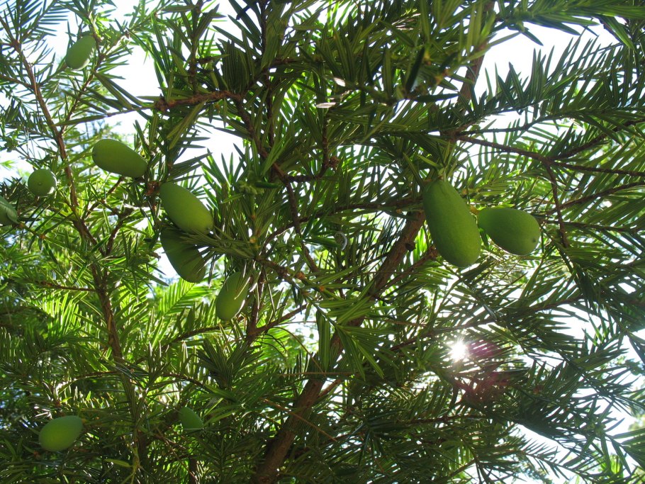 Торрея Тисолистная