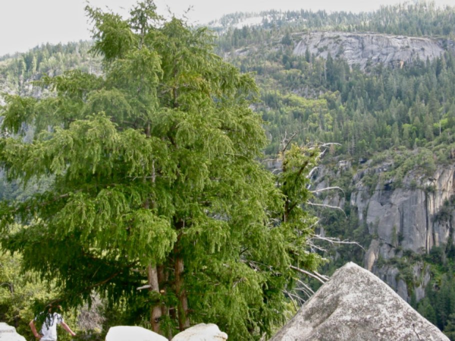 Торрея дерево фото