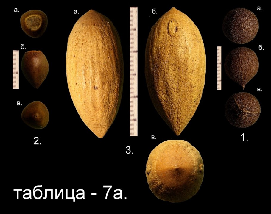 Prumnopitys ferruginea