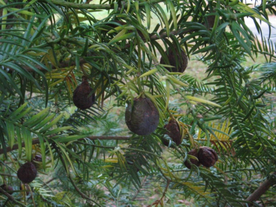 Торрея Тиссолистная