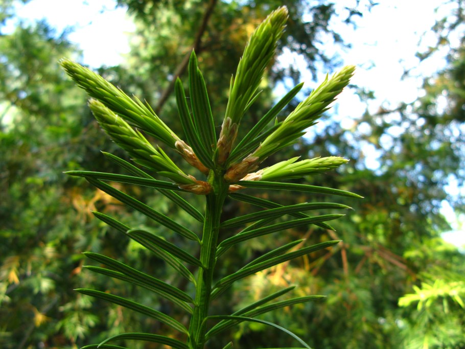 Torreya californica