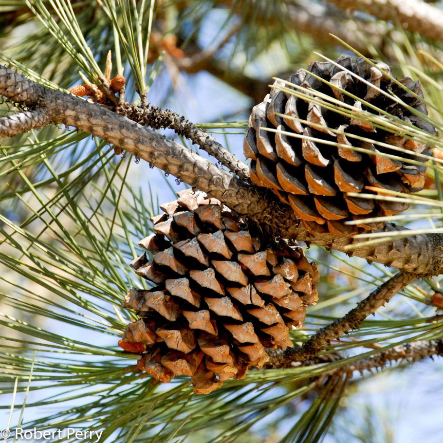 Pinus torreyana