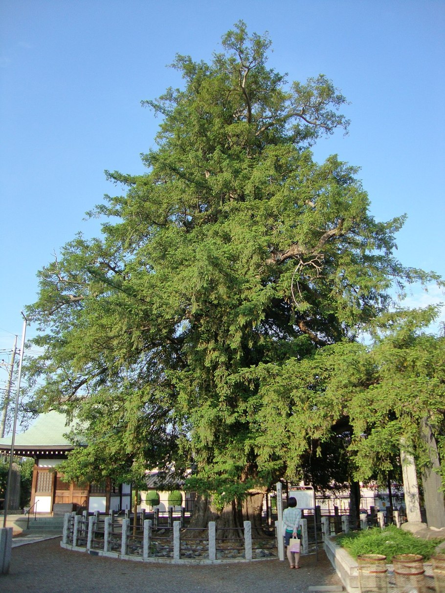 Торрея дерево