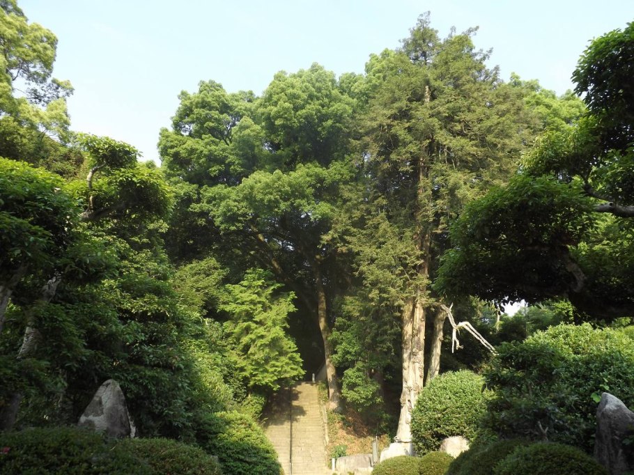 Орехоносные деревья