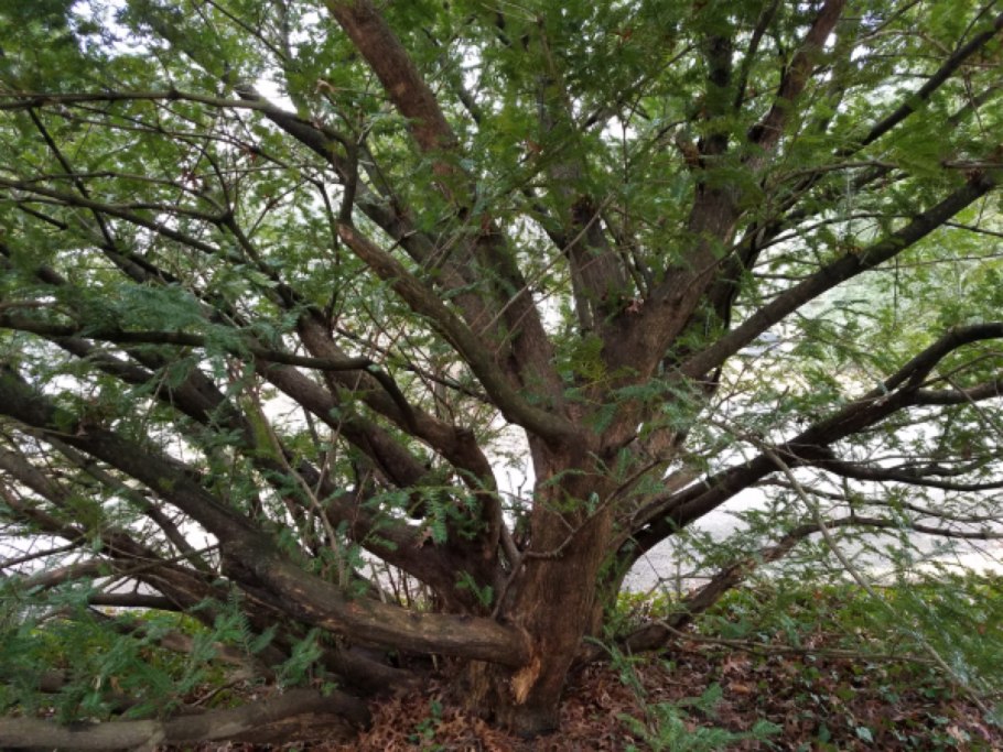 Торрей растение