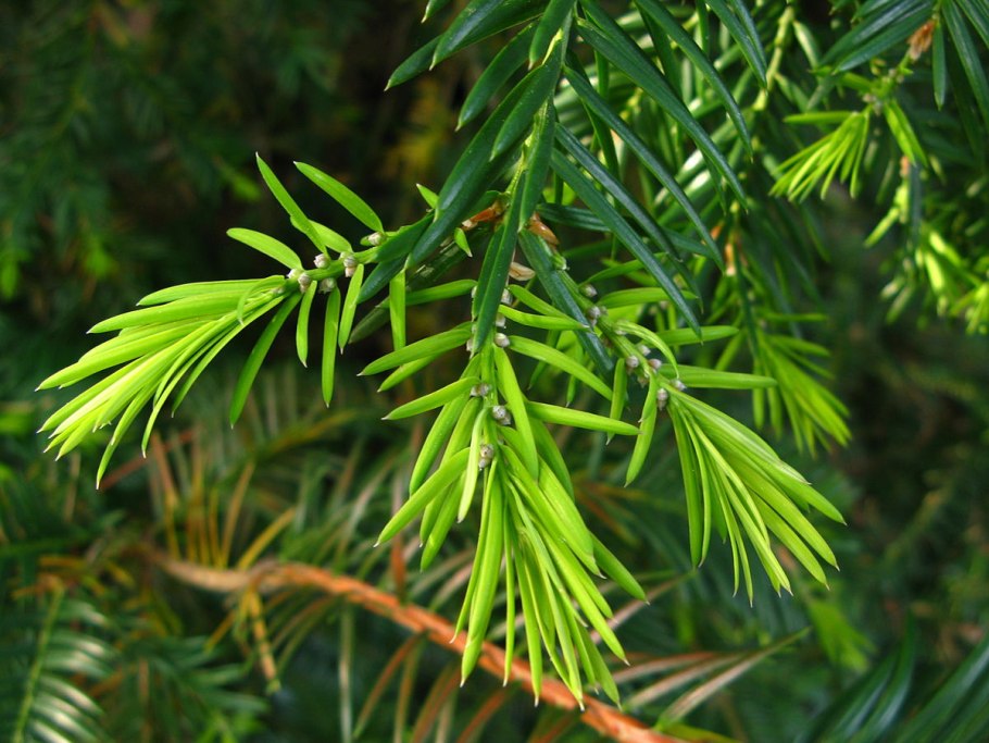 Taxus baccata