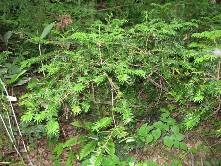 Torreya taxifolia