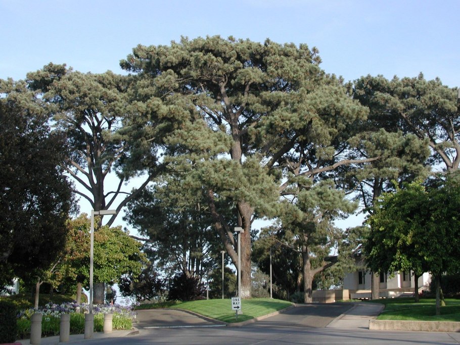 Сосна торрея